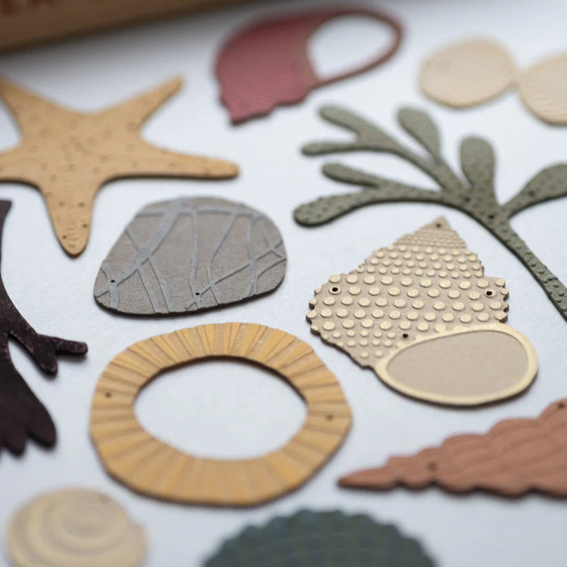 Collection of Seashells and Beach Treasures