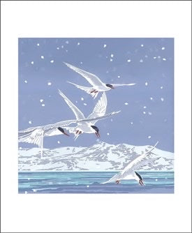 Snowy Terns