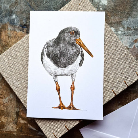 Eamonn Oystercatcher