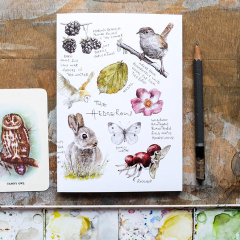 Nature's Notebook - The Hedgerow