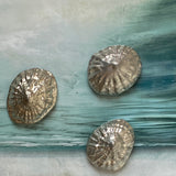 Iona Limpet Shell