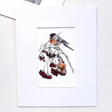 Mounted Print - Royal Mail Robin